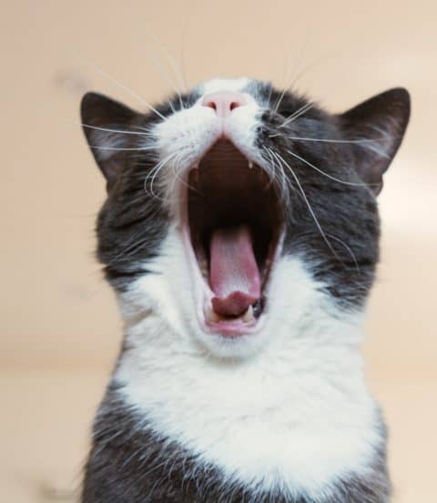 A yawning black and white cat