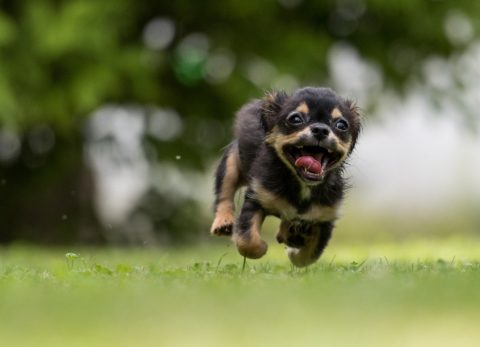 Puppy running across a garden.