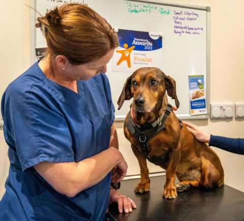Nurse with older dog on veterinary consulting tablet at Stellar Vets Littlehampton