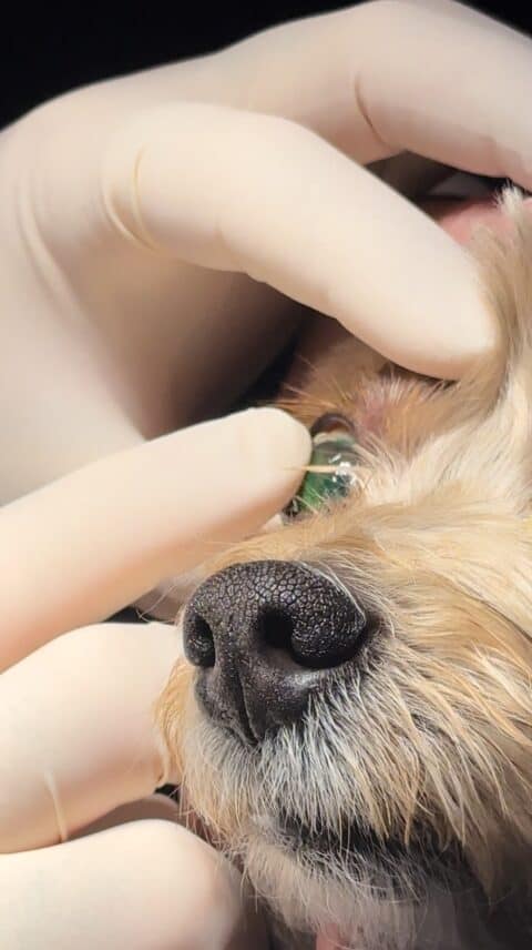 Stellar Vets Littlehampton applying a contact lens to a dog with a corneal ulcer
