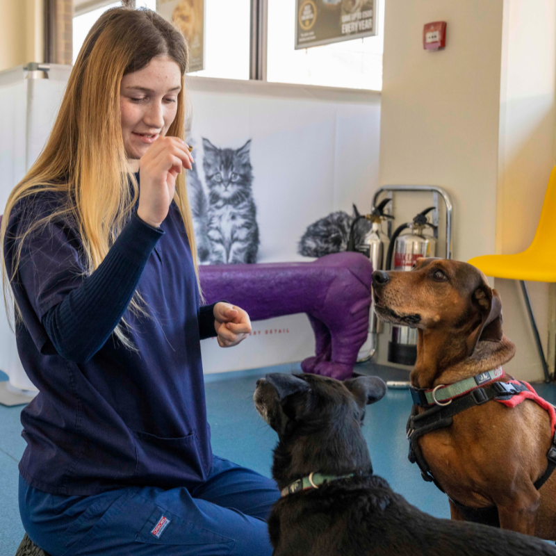 Stellar Vets Lisa Howard