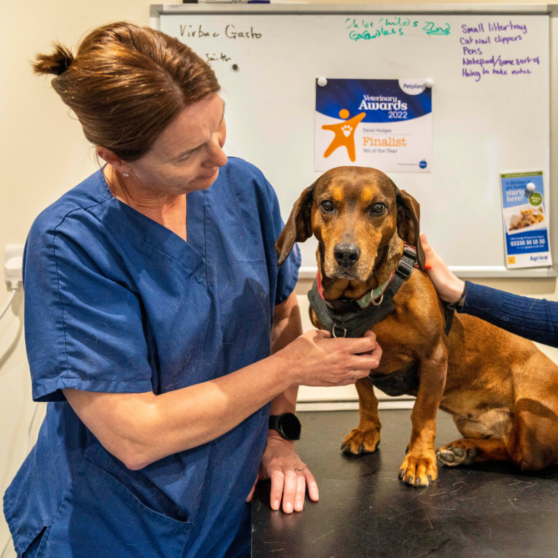 Stellar Vets Wendy Collis