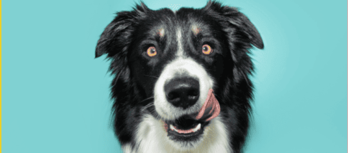 Collie on blue background